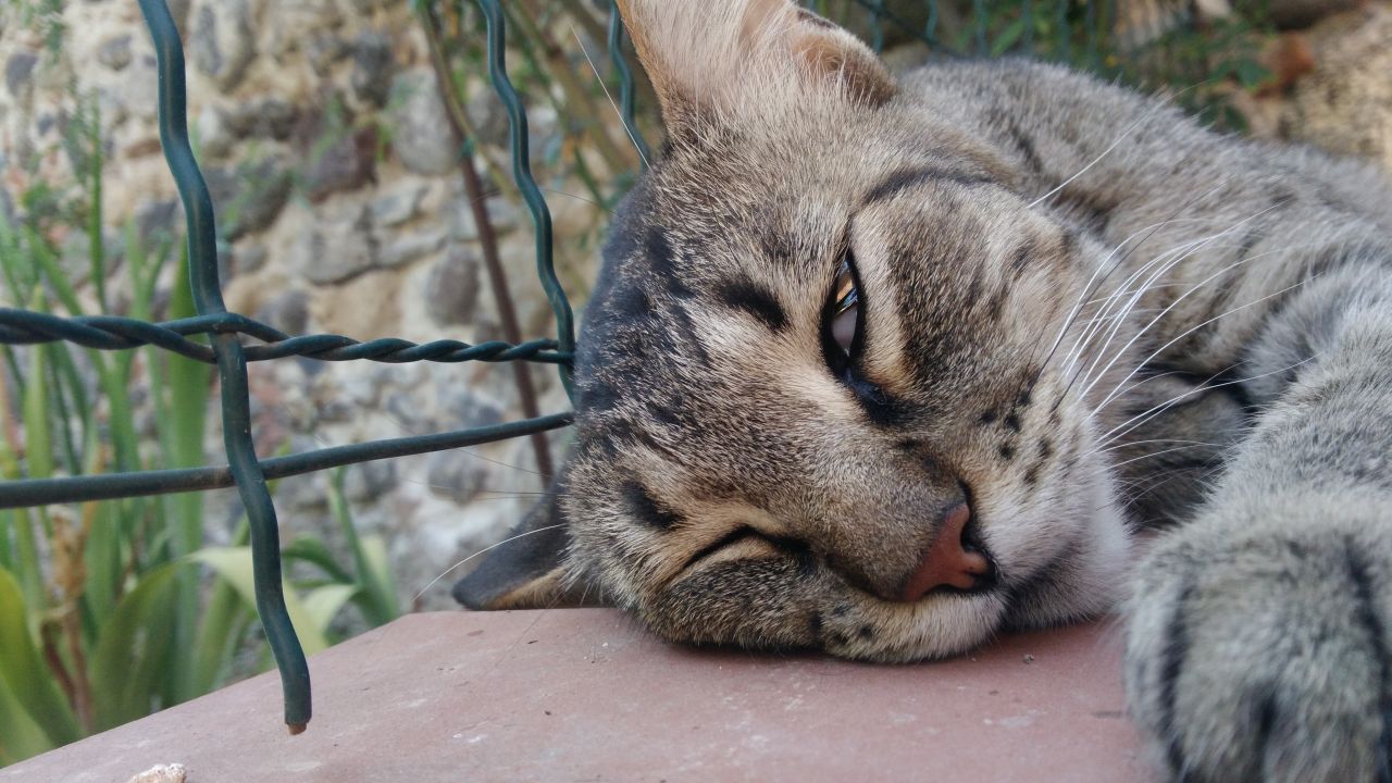 La Metro-Goldwyn-Mayer presenta: I gatti del Monastero di Santa Chiara